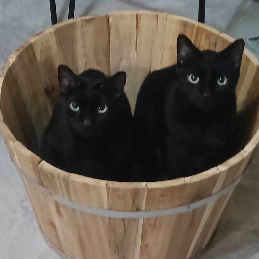 Roman Walker joined the competition — help win amazing prizes! animal, basket, black_cat, black_fur, cat, curious, domestic_cat, ears, electrical_outlet, eyes, feline, floor, gray_floor, indoor, metal_chair, pet, sitting, two_cats, wall, wooden_basket