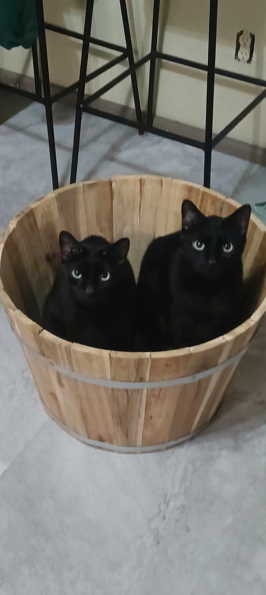 Roman Walker joined the competition — help win amazing prizes! animal, basket, black_cat, black_fur, cat, curious, domestic_cat, ears, electrical_outlet, eyes, feline, floor, gray_floor, indoor, metal_chair, pet, sitting, two_cats, wall, wooden_basket