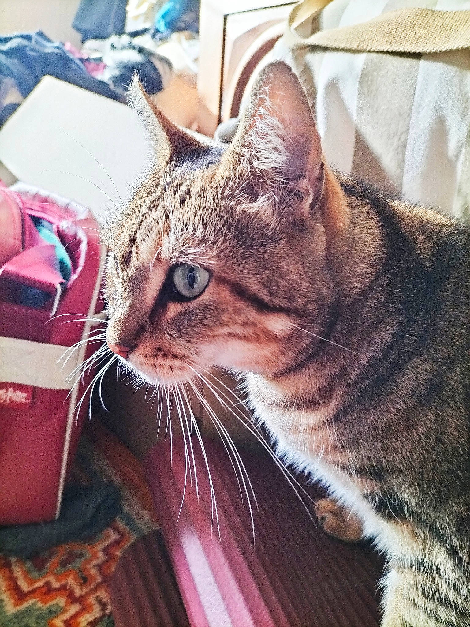 Bouba participe au concours pour gagner de l'argent avec cette photo : bag, box, carnivore, cat, comfort, domestic_short_haired_cat, fawn, felidae, fur, luggage_and_bags, metal, paw, plastic_bag, sitting, small_to_medium_sized_cats, snout, square, tail, whiskers, window