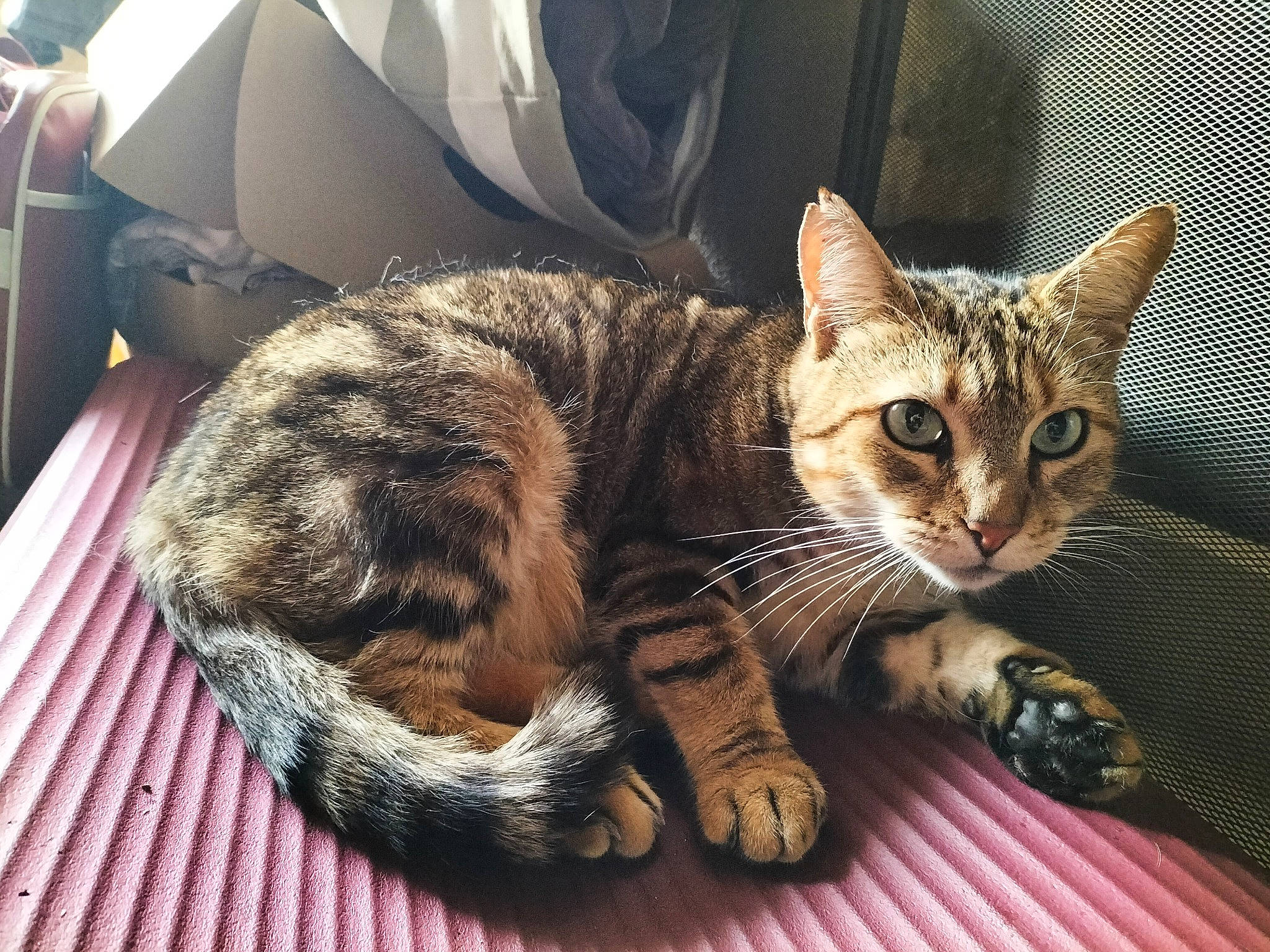 Bouba participe au concours pour gagner de l'argent avec cette photo : box, carnivore, carton, cat, claw, comfort, domestic_short_haired_cat, felidae, fur, paw, shipping_box, sitting, small_to_medium_sized_cats, snout, tail, whiskers