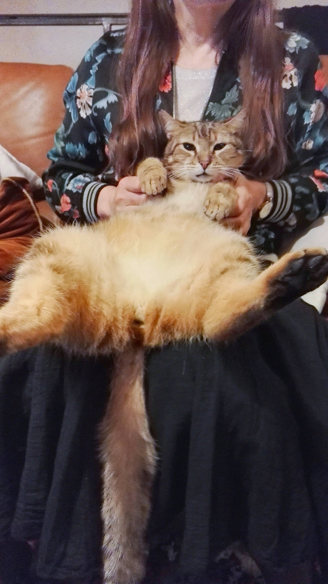 Bouba a rejoint le concours — aidez-le/la à gagner de superbes lots ! carnivore, cat, claw, comfort, companion_dog, domestic_short_haired_cat, event, fawn, felidae, fur, fur_clothing, lap, mammal, natural_material, paw, sitting, small_to_medium_sized_cats, tail, vertebrate, whiskers