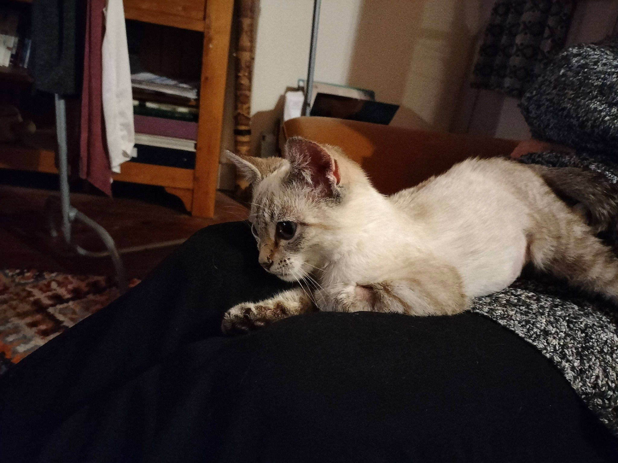 Titus a rejoint le concours — aidez-le/la à gagner de superbes lots ! carnivore, cat, chair, claw, comfort, companion_dog, domestic_short_haired_cat, eye, felidae, fur, furniture, grey, linens, paw, room, small_to_medium_sized_cats, snout, tail, thai, whiskers