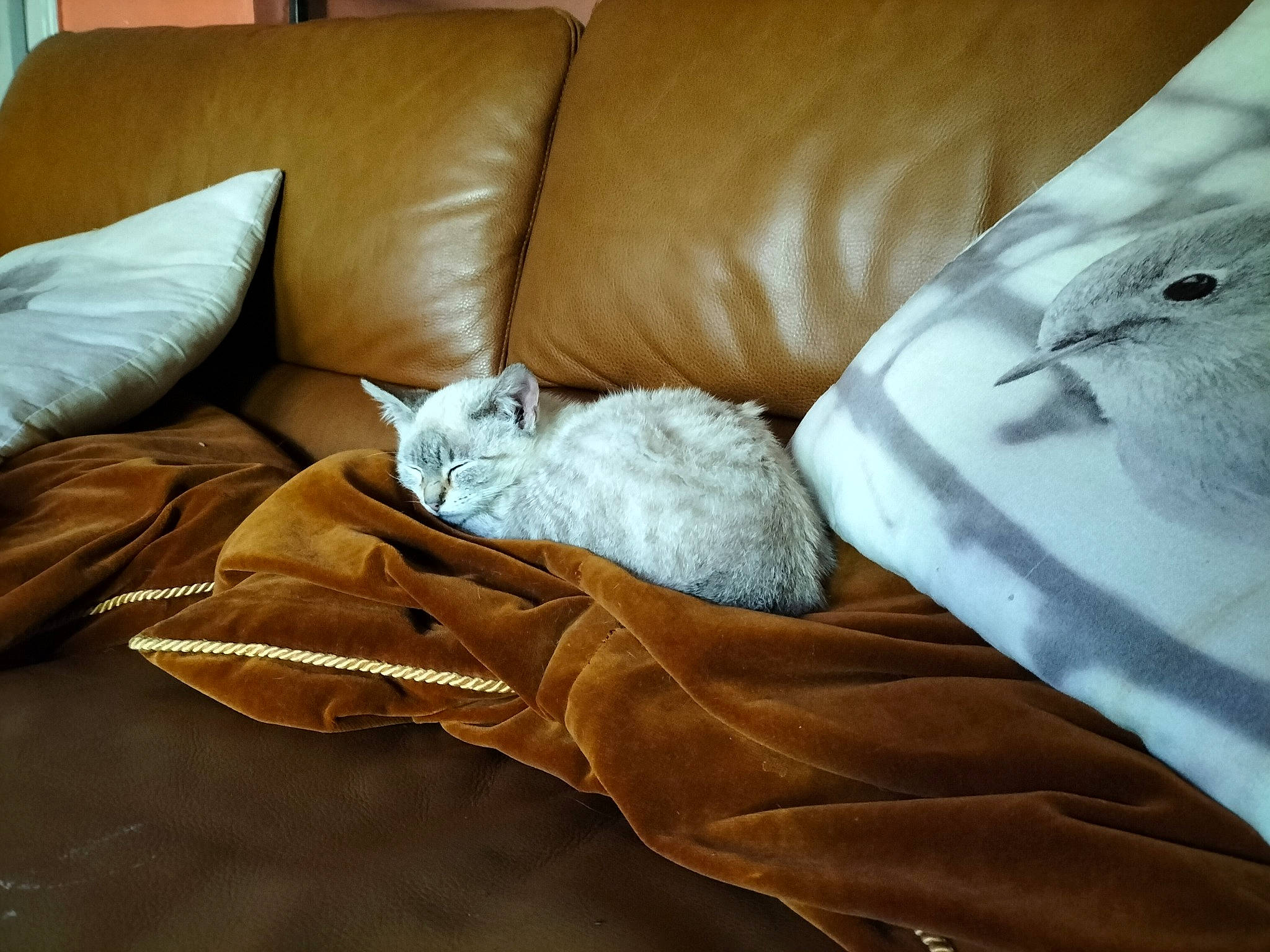 Titus a rejoint le concours — aidez-le/la à gagner de superbes lots ! bed_sheet, bedding, bedroom, comfort, couch, cushion, duvet, flooring, grey, hardwood, leather, linens, pattern, pillow, room, sleeve, studio_couch, textile, throw_pillow, wood