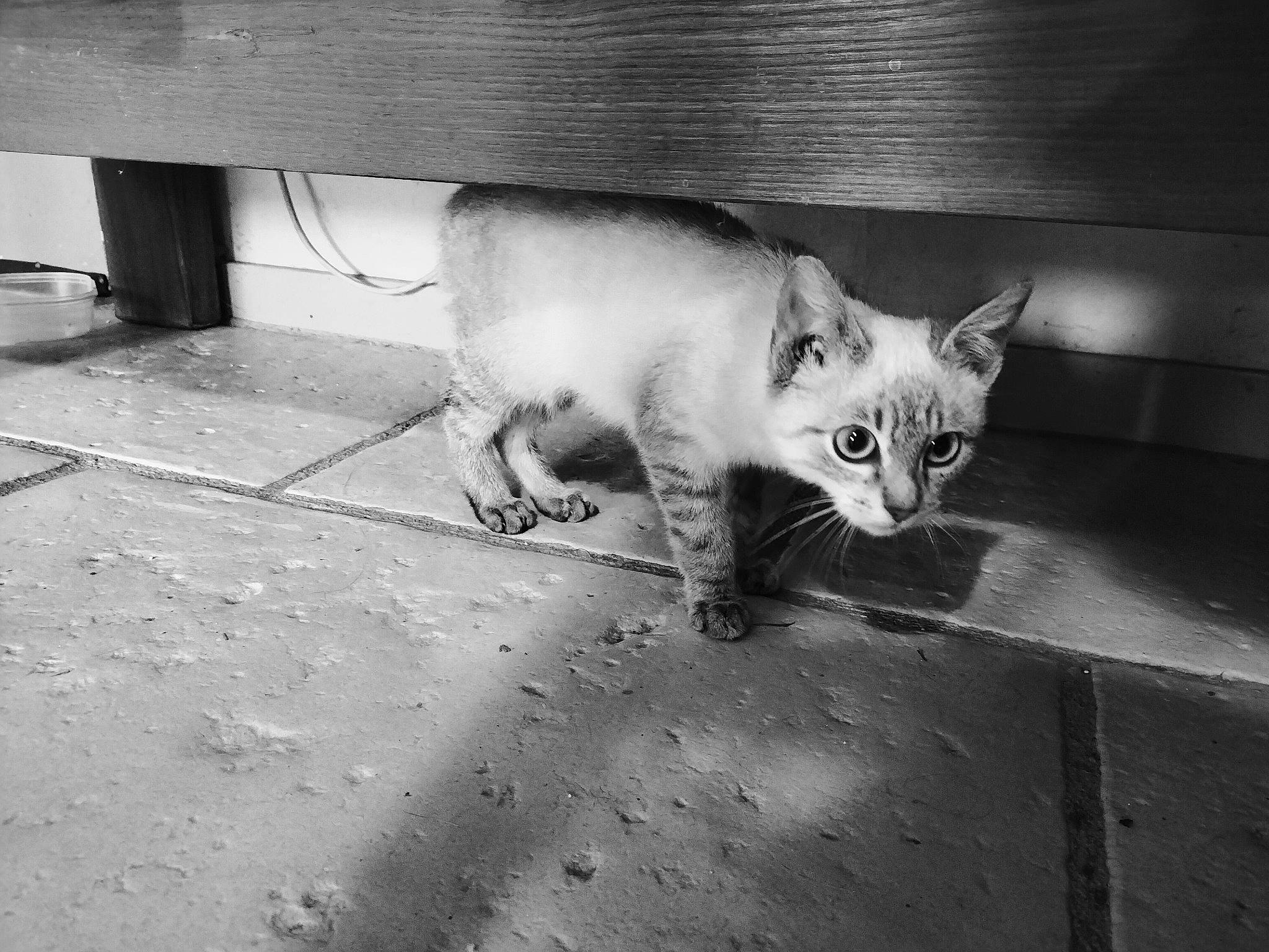 Titus a rejoint le concours — aidez-le/la à gagner de superbes lots ! art, asphalt, black_and_white, carnivore, cat, domestic_short_haired_cat, fawn, felidae, flooring, fur, grey, human_body, monochrome, monochrome_photography, road_surface, small_to_medium_sized_cats, snout, style, tail, whiskers