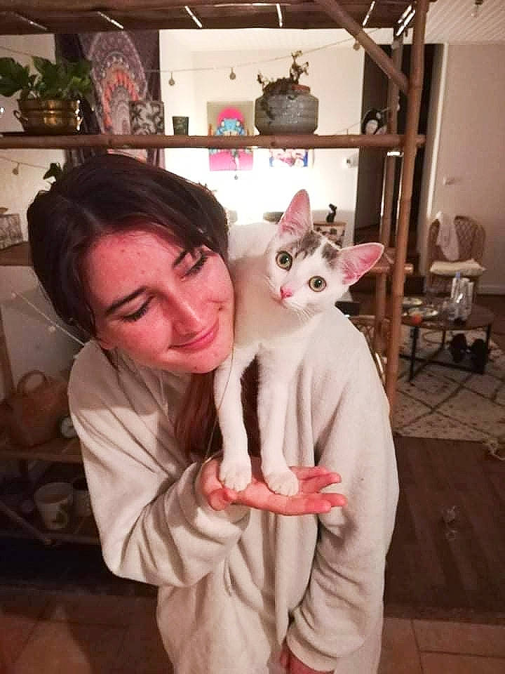 Ymir a rejoint le concours — aidez-le/la à gagner de superbes lots ! canidae, carnivore, cat, chair, companion_dog, dog_breed, domestic_short_haired_cat, fawn, felidae, flooring, fur, head, paw, picture_frame, sitting, small_to_medium_sized_cats, smile, tail, toy, whiskers