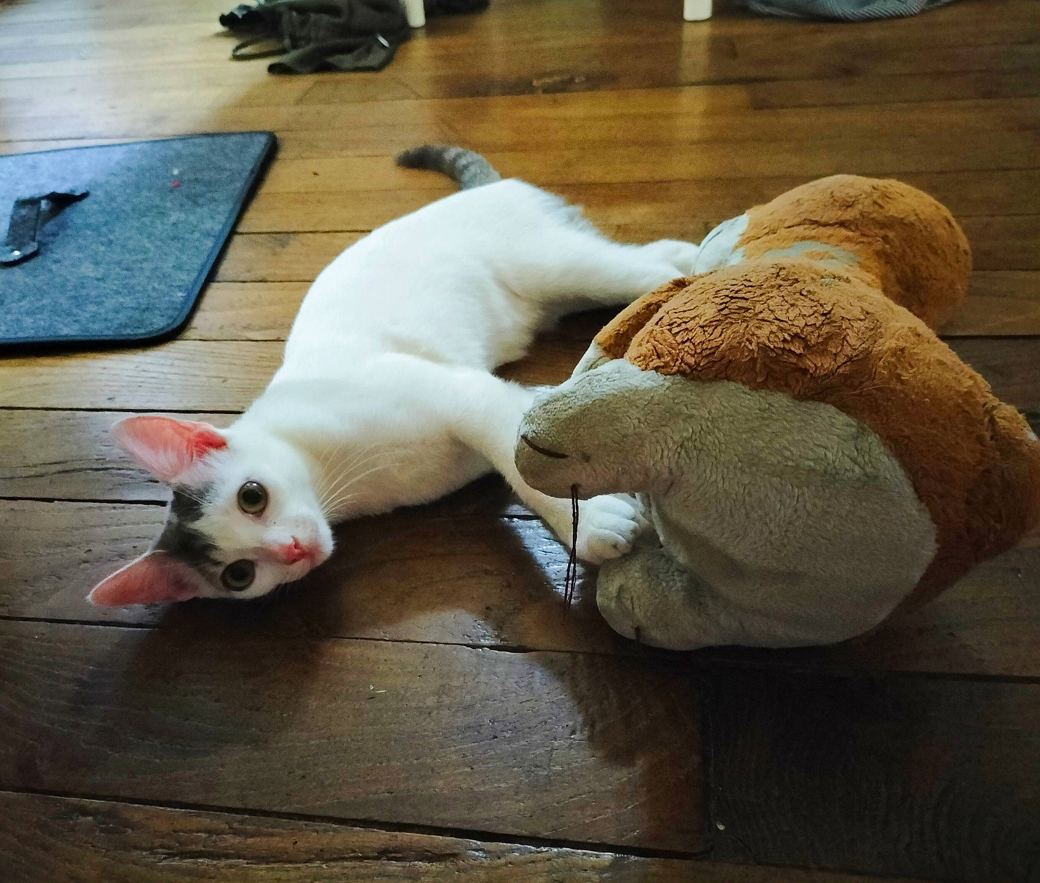 Ymir participe au concours pour gagner de l'argent avec cette photo : carnivore, cat, claw, comfort, companion_dog, domestic_short_haired_cat, fawn, felidae, floor, flooring, fur, hardwood, mammal, paw, small_to_medium_sized_cats, snout, tail, vertebrate, whiskers, wood