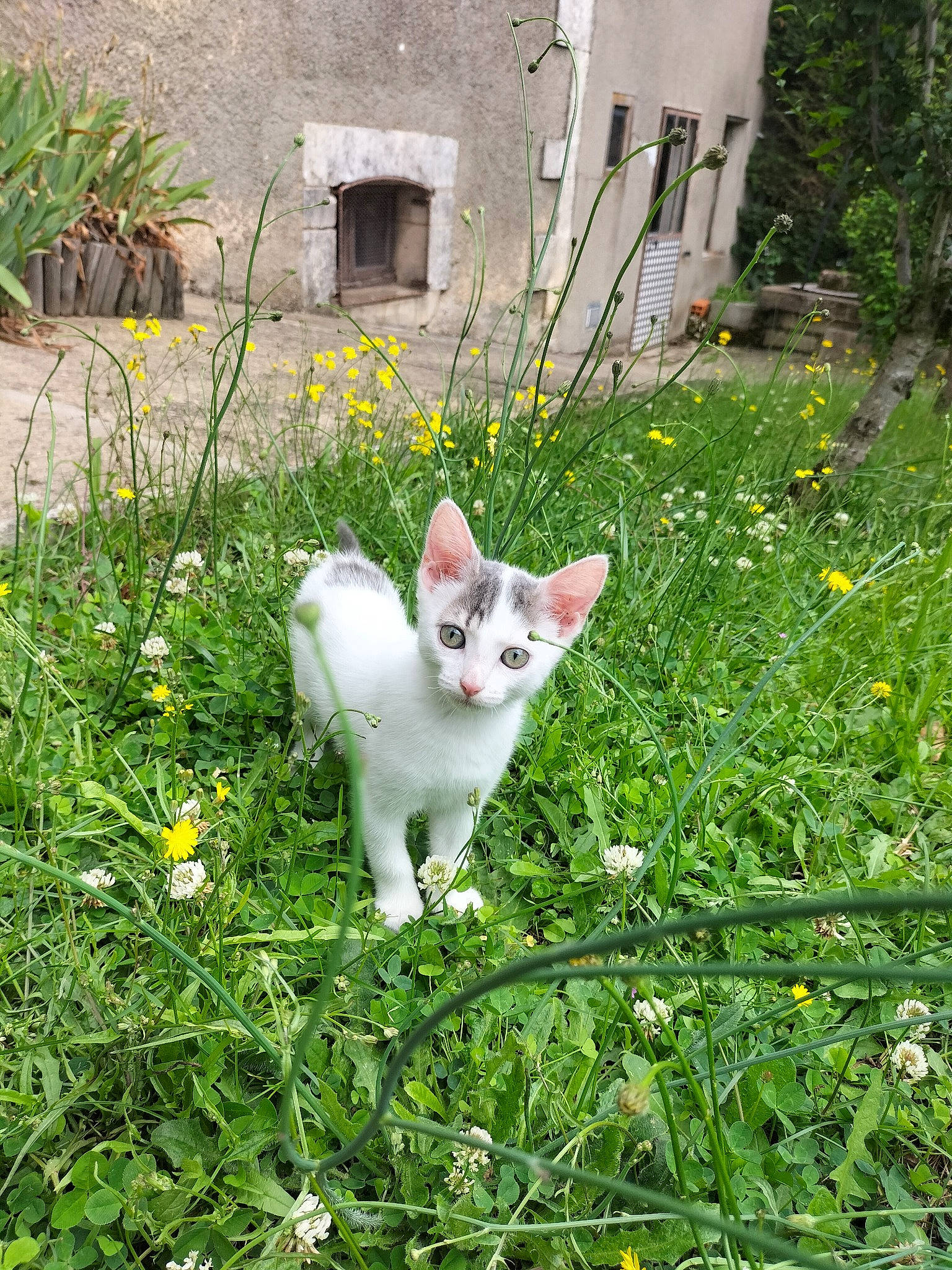 Ymir participe au concours pour gagner de l'argent avec cette photo : carnivore, cat, domestic_short_haired_cat, door, fawn, felidae, flower, grass, grass_family, groundcover, herbaceous_plant, lawn, meadow, plant, shrub, small_to_medium_sized_cats, tail, vegetation, whiskers, window