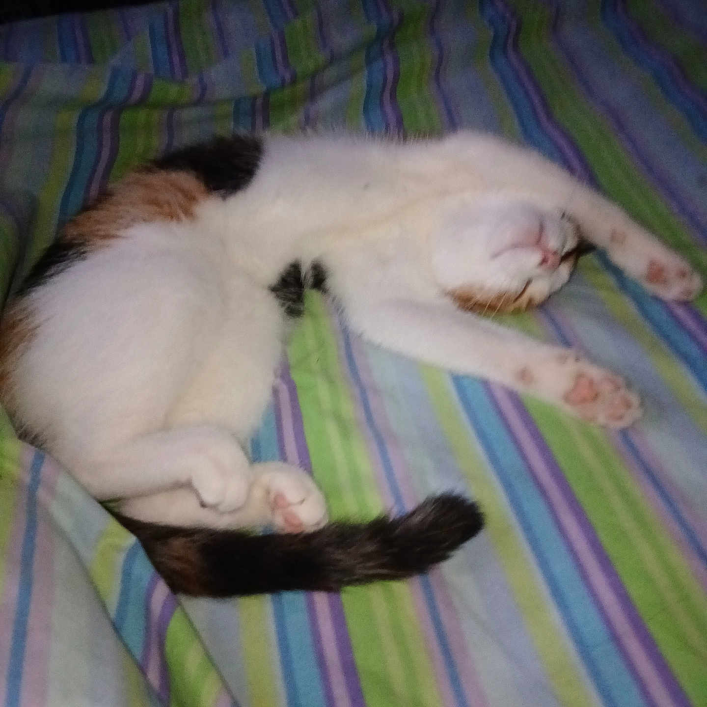 Pockets joined the competition — help win amazing prizes! cat, sleeping, white_cat, calico, pet, animal, bed, bedspread, striped, colorful, indoors, cozy, relaxed, lying_down, stretched_out, paws, tail, fur, nap, photography