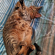 Lyra joined the competition — help win amazing prizes! cat, tabby, pet, animal, feline, striped, fur, paw, tail, bedspread, striped_bedspread, indoor, cute, playful, relaxed, lying_down, whiskers, ears, curious, domestic_cat