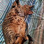 cat, tabby, pet, animal, feline, striped, fur, paw, tail, bedspread, striped_bedspread, indoor, cute, playful, relaxed, lying_down, whiskers, ears, curious, domestic_cat