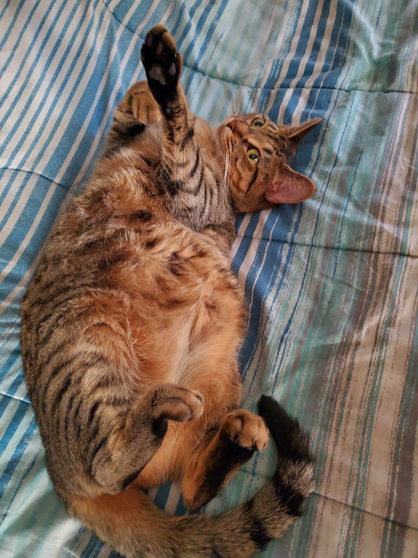 Lyra