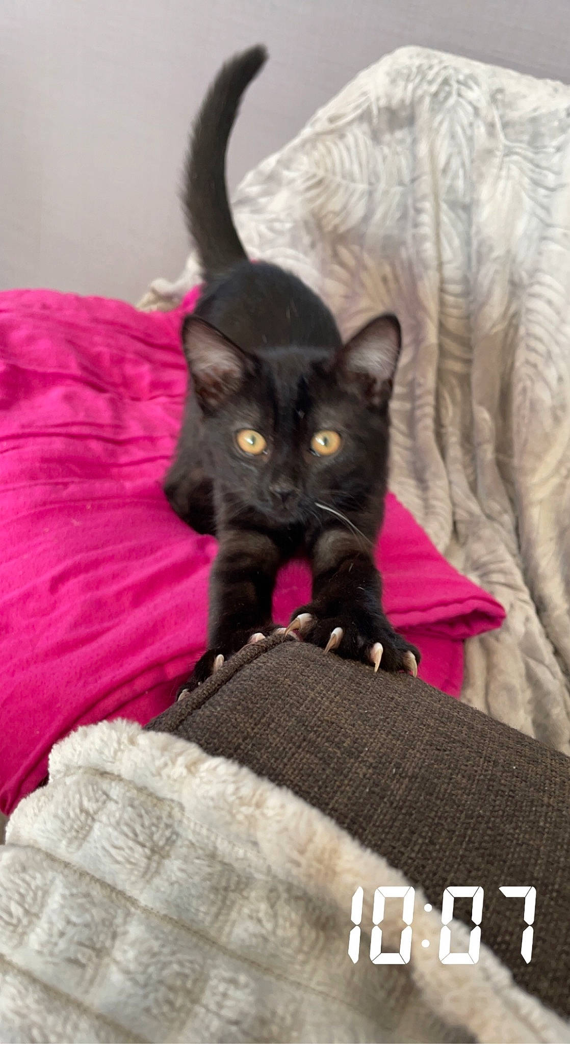 Pulco participe au concours pour gagner de l'argent avec cette photo : bed, black_cat, bombay, carnivore, cat, cat_supply, comfort, domestic_short_haired_cat, felidae, fur, grey, linens, magenta, mammal, purple, small_to_medium_sized_cats, snout, tail, vertebrate, whiskers