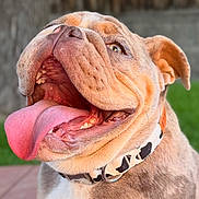 Rosie Posie joined the competition — help win amazing prizes! dog, bulldog, tongue_out, happy, pet, collar, outdoor, grass, fence, close_up, portrait, animal, canine, cute, smiling, mammal, friendly, playful, tongue, ears