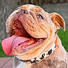 dog, bulldog, tongue_out, happy, pet, collar, outdoor, grass, fence, close_up, portrait, animal, canine, cute, smiling, mammal, friendly, playful, tongue, ears