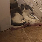 Mr. Mistor joined the competition — help win amazing prizes! animal, cat, corner, cozy, domestic_cat, feline, flooring, home_interior, household, indoor, laundry_basket, pet, quiet, relaxed, resting, shadow, sitting, tiled_floor, towel, white_and_gray_cat