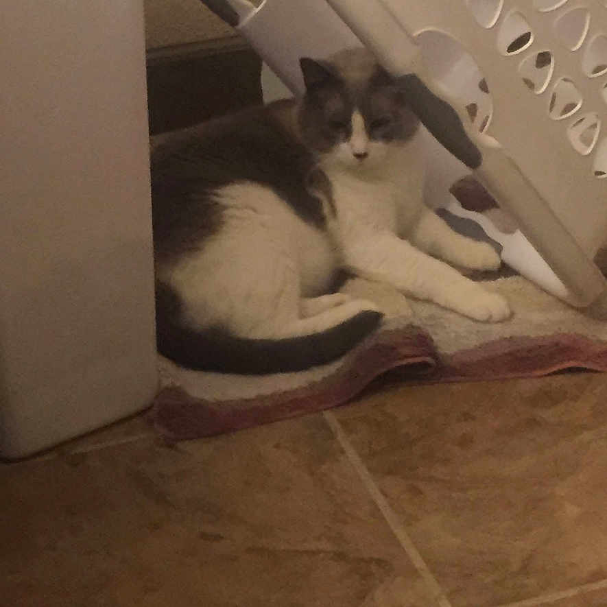 Mr. Mistor joined the competition — help win amazing prizes! animal, cat, corner, cozy, domestic_cat, feline, flooring, home_interior, household, indoor, laundry_basket, pet, quiet, relaxed, resting, shadow, sitting, tiled_floor, towel, white_and_gray_cat