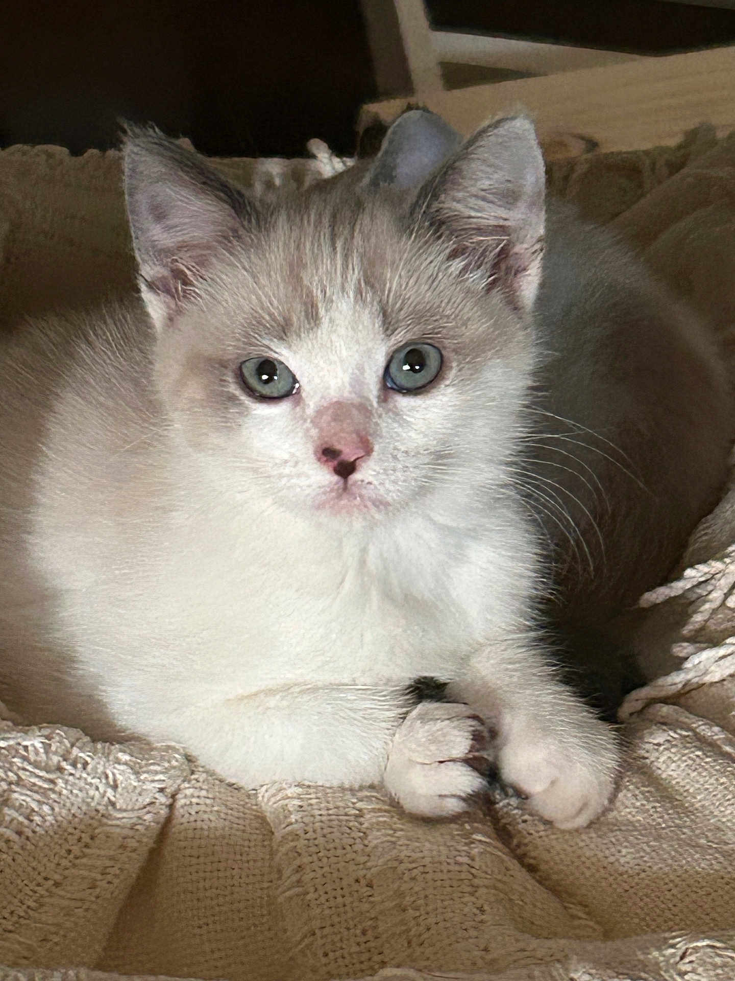 Helena