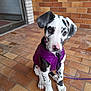 puppy, dog, purple_jacket, sitting, tile_floor, brick_wall, leash, black_and_white, spots, cute, pet, young_dog, ears, pink_nose, outdoor, animal, portrait, looking_up, adorable, companion