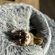 Moon a rejoint le concours — aidez-le/la à gagner de superbes lots ! animal, cat, closeup, comfortable, cozy, curious, cute, cute_pet, domestic_cat, ears, feline, fluffy_bed, furry, indoor, pet, relaxing, resting, sleepy, soft_texture, whiskers