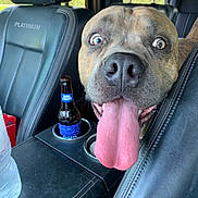Maximilian joined the competition — help win amazing prizes! beverage_bottle, black_leather, bud_light, car_interior, car_trip, center_console, close_up, cup_holder, dog, domestic_animal, happy, headrest, leather_seat, pet, playful, seat, tongue, tongue_out, vehicle, wide_eyes