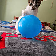 Cherry joined the competition — help win amazing prizes! cat, balloon, bed, blanket, birthday_banner, indoor, playful, curious, pet, feline, paw, blue_balloon, colorful, home, celebration, furniture, wooden_headboard, wall, toy, domestic_animal