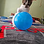 cat, balloon, bed, blanket, birthday_banner, indoor, playful, curious, pet, feline, paw, blue_balloon, colorful, home, celebration, furniture, wooden_headboard, wall, toy, domestic_animal