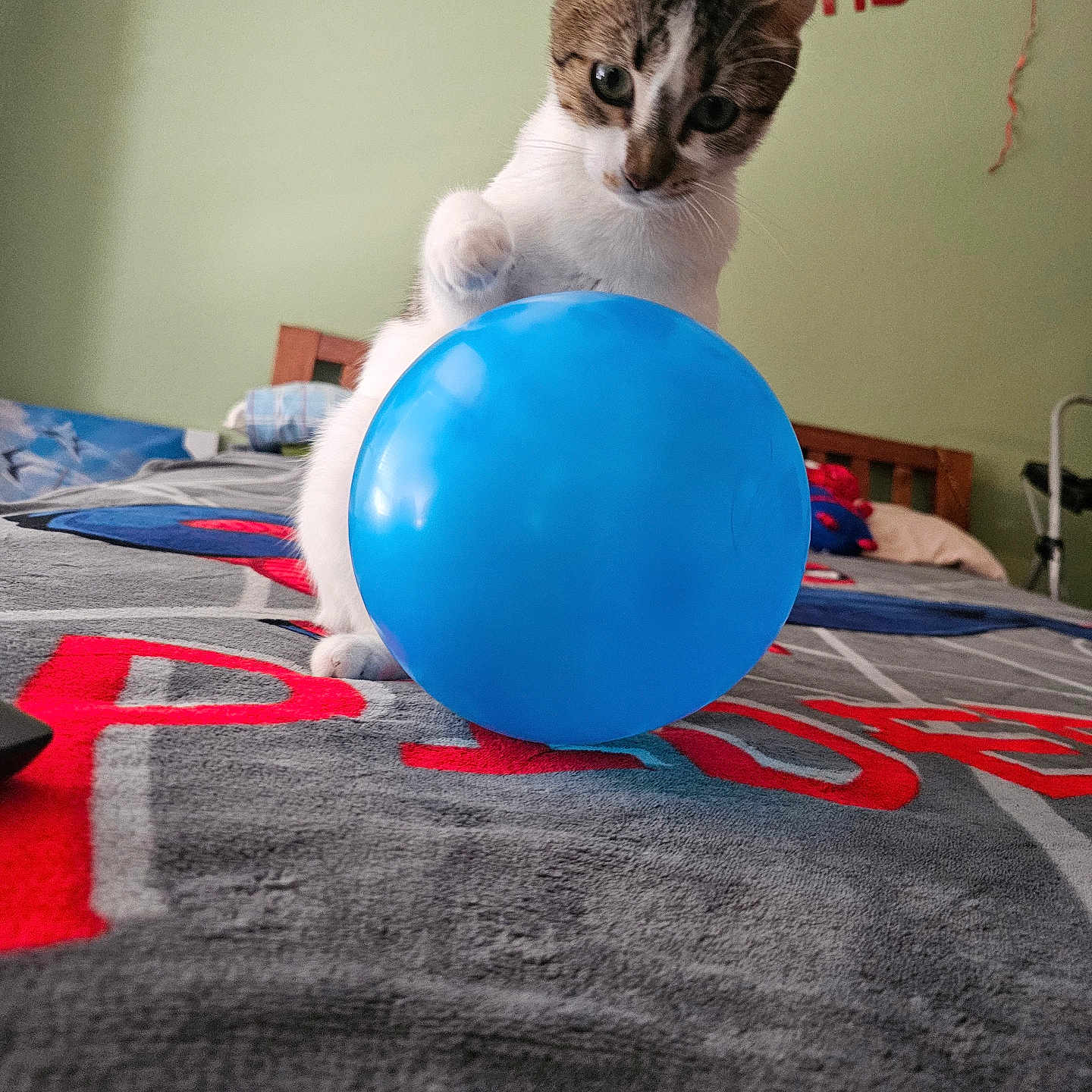 Cherry joined the competition — help win amazing prizes! balloon, bed, birthday_banner, blanket, blue_balloon, cat, celebration, colorful, curious, domestic_animal, feline, furniture, home, indoor, paw, pet, playful, toy, wall, wooden_headboard