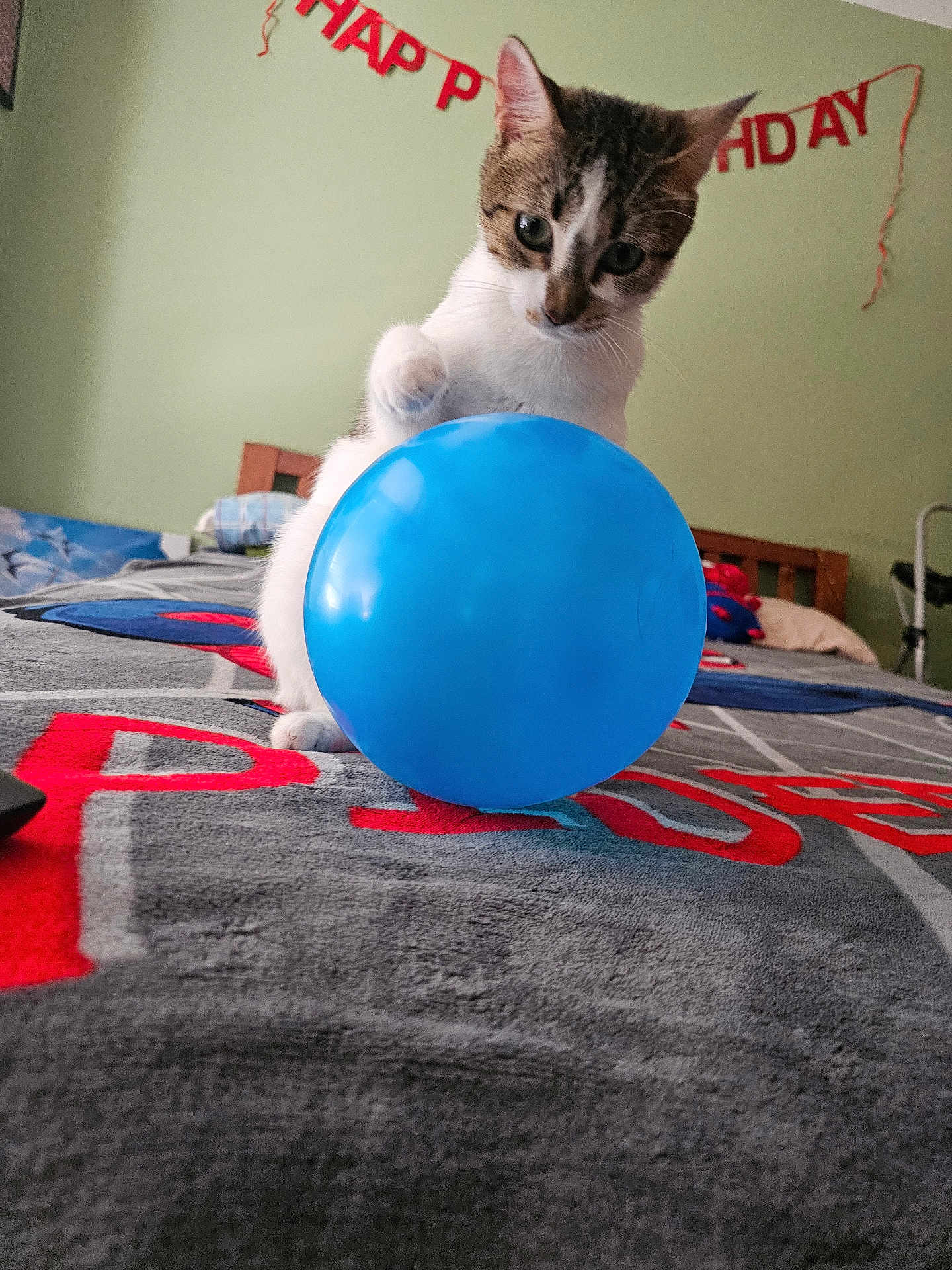 Cherry joined the competition — help win amazing prizes! cat, balloon, bed, blanket, birthday_banner, indoor, playful, curious, pet, feline, paw, blue_balloon, colorful, home, celebration, furniture, wooden_headboard, wall, toy, domestic_animal
