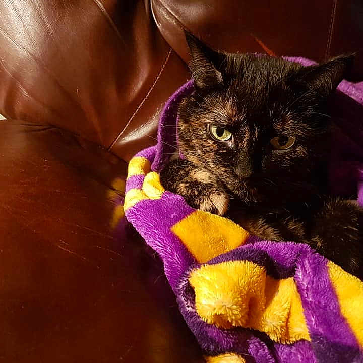 Ricki Rubio is registered to the contest to win money with this photo: asian, black_cat, carnivore, cat, domestic_short_haired_cat, felidae, fur, havana_brown, mammal, plant, purple, small_to_medium_sized_cats, snout, whiskers