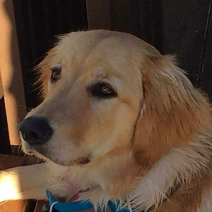 Gracie