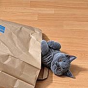 Capou a rejoint le concours — aidez-le/la à gagner de superbes lots ! cat, gray_cat, pet, animal, feline, fluffy, lying_down, belly_up, playful, curious, green_eyes, whiskers, pointed_ears, paper_bag, shopping_bag, wooden_floor, indoor, home, photography, portrait