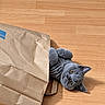 cat, gray_cat, pet, animal, feline, fluffy, lying_down, belly_up, playful, curious, green_eyes, whiskers, pointed_ears, paper_bag, shopping_bag, wooden_floor, indoor, home, photography, portrait