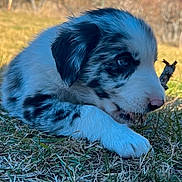 Loki a rejoint le concours — aidez-le/la à gagner de superbes lots ! adorable, animal, black_and_white, close_up, cute, daylight, dog, ears, fur, grass, lying, nature, nose, outdoor, pet, playing, puppy, small, stick, young