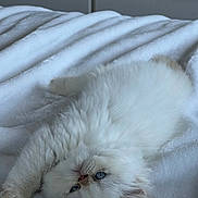 Soraya is registered to the contest to win money with this photo: cat, white_cat, fluffy, long_hair, pet, animal, lying_down, upside_down, bed, blanket, bedroom, indoors, blue_eyes, whiskers, paws, fur, relaxed, sleeping, portrait, cozy