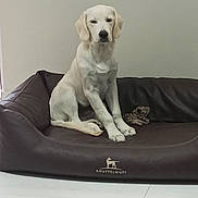 Api participe au concours pour gagner de l'argent avec cette photo : animal, bed, calm, canine, dog, dog_bed, domestic, floor, furniture, home, indoor, leisure, medium_size, pet, quiet, resting, sitting, toy, wall, white_dog