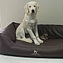animal, bed, calm, canine, dog, dog_bed, domestic, floor, furniture, home, indoor, leisure, medium_size, pet, quiet, resting, sitting, toy, wall, white_dog