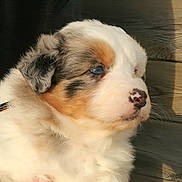 Olita participe au concours pour gagner de l'argent avec cette photo : australian_shepherd, canidae, carnivore, companion_dog, dog, dog_breed, livestock_guardian_dog, mammal, miniature_australian_shepherd, nose, puppy, pyrenean_mastiff, rare_breed_dog, sporting_group, tornjak, vertebrate, welsh_sheepdog