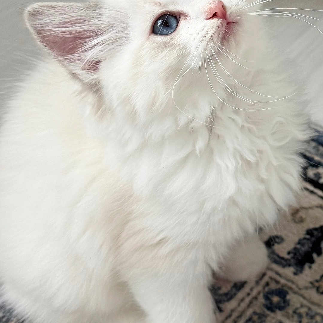 Stella is registered to the contest to win money with this photo: animal, blue_eyes, carpet, cat, close_up, curious, cute, domestic_cat, feline, fluffy, indoor, kitten, looking_up, patterned_rug, pet, small, soft_fur, whiskers, white_fur, young_cat