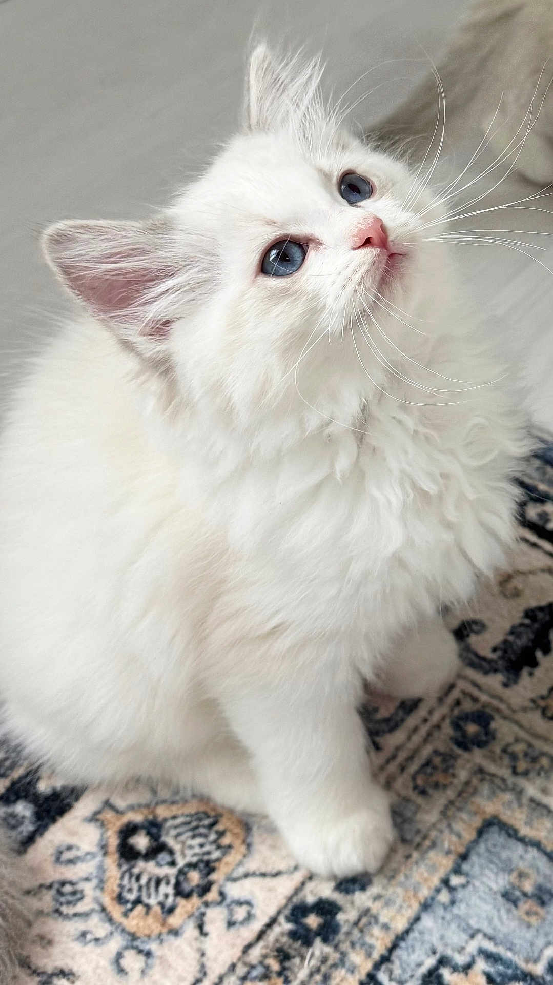 Stella is registered to the contest to win money with this photo: cat, kitten, white_fur, blue_eyes, fluffy, pet, animal, indoor, curious, looking_up, whiskers, soft_fur, cute, small, domestic_cat, young_cat, feline, carpet, patterned_rug, close_up