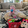 baby, toy, stuffed_animal, mickey_mouse, basket, pillow, couch, living_room, blanket, lamp, window, plant, child, indoor, person, soft_lighting, playtime, curious, home, furniture
