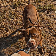 Apollo joined the competition — help win amazing prizes! dog, tug_of_war, leash, rope, hand, grass, outdoor, brown_fur, playful, pet, owner, pulling, closeup, mouth, eyes, portrait, shadow, dry_grass, smartphone_screenshot, collar