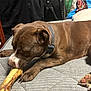 dog, pet, brown_dog, bone, chewing, collar, paw, mattress, indoor, bedroom, snout, fur, closeup, relaxed, resting, animal, nails, home, sleepy, chew_toy