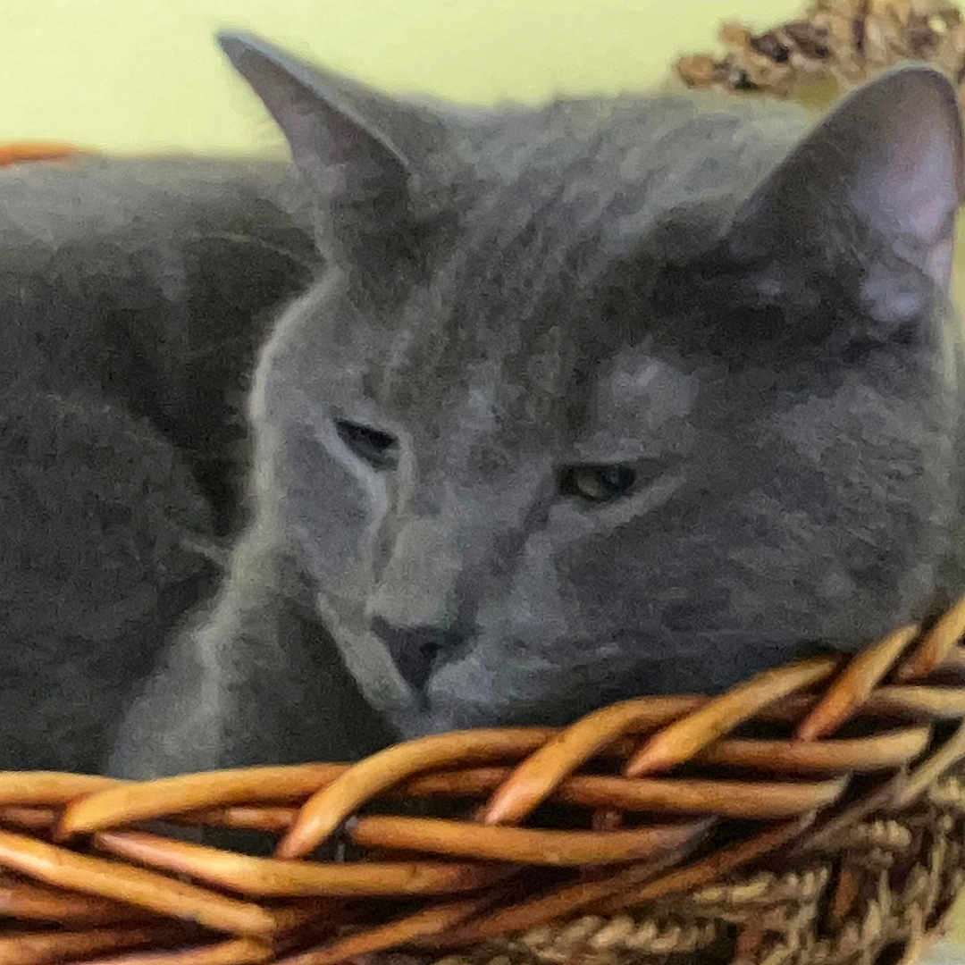 Bobo joined the competition — help win amazing prizes! abyssinian, angora, animal, basket, bed, canine, cat, dog, furniture, homedecor, kitten, linen, manx, person, pet, reptile, siamese, sleeping, snake, woven