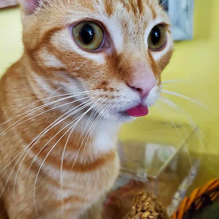 Goose joined the competition — help win amazing prizes! abyssinian, animal, cat, countryside, kitten, manx, nature, outdoors, pet, straw