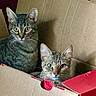 cat, tabby_cat, cardboard_box, pets, domestic_animal, feline, animal, two_cats, curious, indoor, cozy, snug, closeup, looking, whiskers, ears, green_eyes, companions, resting, cute