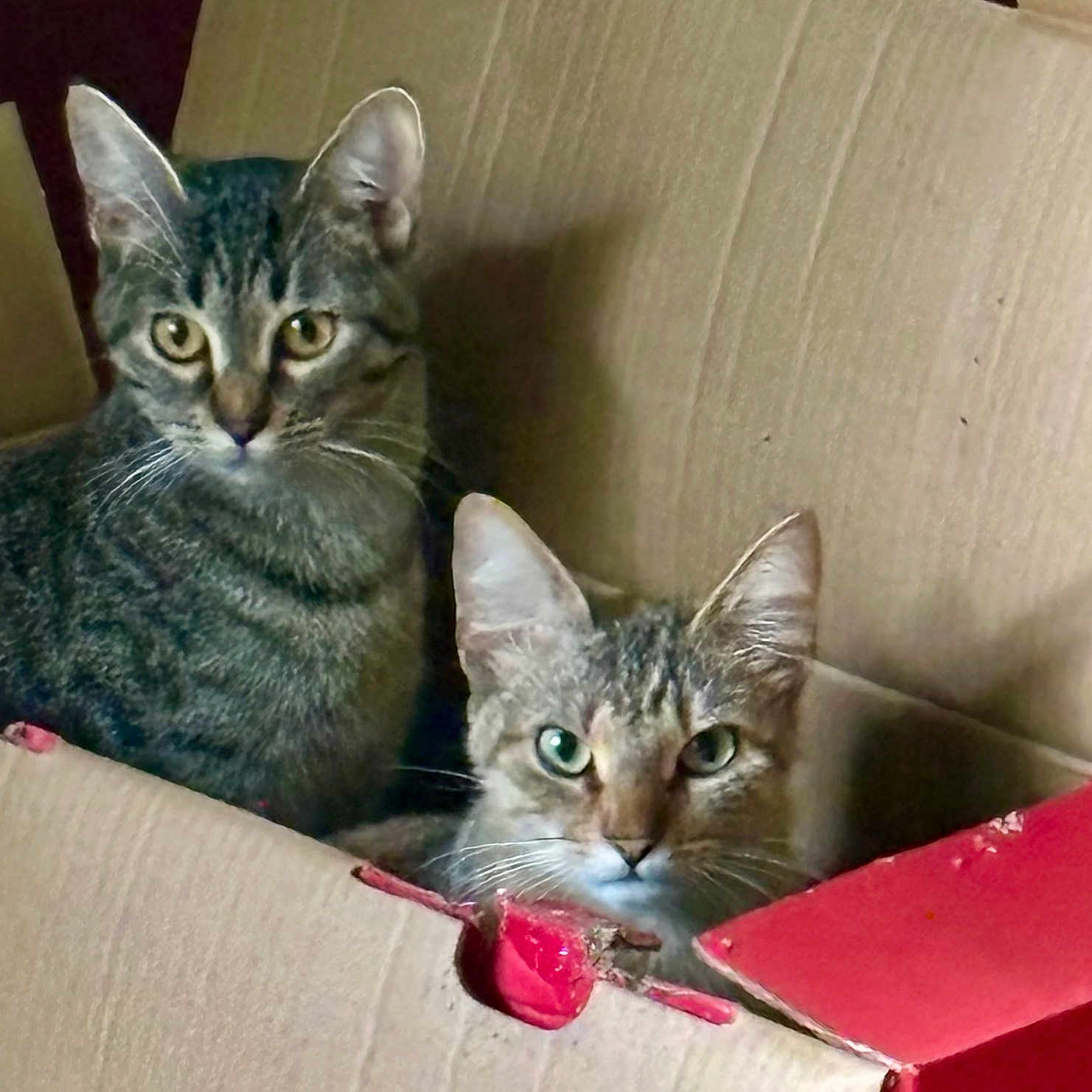 Rue And Nyx