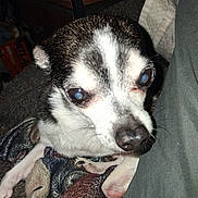 Leo joined the competition — help win amazing prizes! dog, small_dog, black_and_white, close_up, blanket, indoor, pet, canine, fur, face, sitting, cozy, couch, animal, paw, looking, flash_reflection, shelving, background, household_items