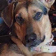 Lola joined the competition — help win amazing prizes! dog, close_up, pet, brown_fur, ears, collar, animal, face, portrait, indoor, looking, eyes, canine, fur_texture, expression, head_tilt, domestic_animal, snout, whiskers, nostrils