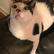 Cupid is registered to the contest to win money with this photo: cat, black_and_white, indoor, leather_chair, curious, wide_eyes, pet, feline, fur, whiskers, domestic_animal, looking_up, close_up, household, seated, animal, cute, alert, paw, ears