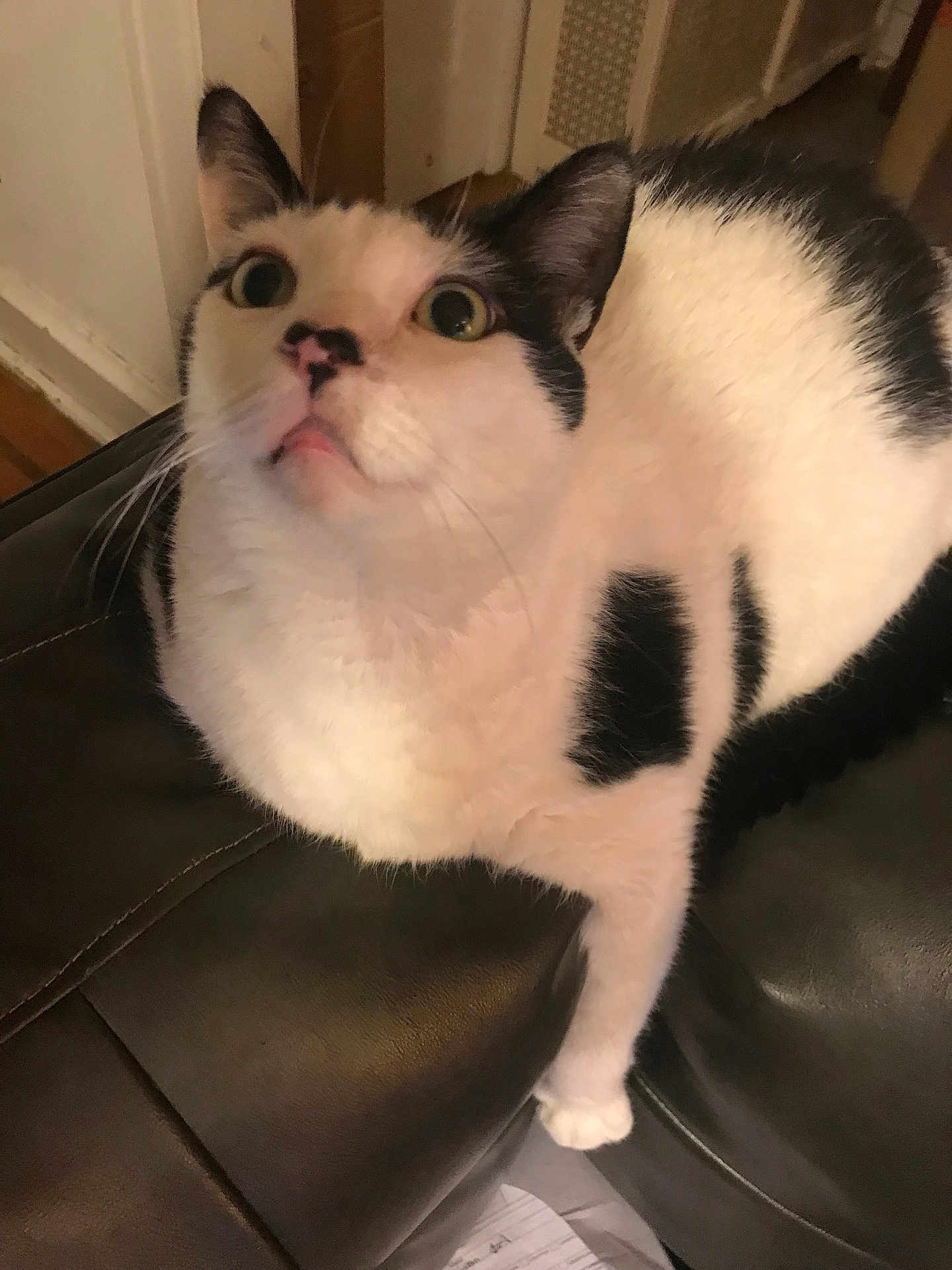 Cupid is registered to the contest to win money with this photo: cat, black_and_white, indoor, leather_chair, curious, wide_eyes, pet, feline, fur, whiskers, domestic_animal, looking_up, close_up, household, seated, animal, cute, alert, paw, ears